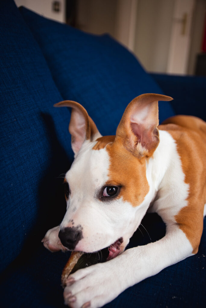 jeune chien sur un canapé bleu